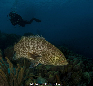 THe resident grouper at Capt Don's House Reef by Robert Michaelson 